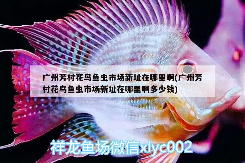 廣州芳村花鳥(niǎo)魚(yú)蟲(chóng)市場(chǎng)新址在哪里啊(廣州芳村花鳥(niǎo)魚(yú)蟲(chóng)市場(chǎng)新址在哪里啊多少錢(qián)) 觀賞魚(yú)水族批發(fā)市場(chǎng)