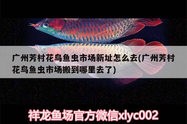 廣州芳村花鳥魚蟲市場新址怎么去(廣州芳村花鳥魚蟲市場搬到哪里去了) 觀賞魚水族批發(fā)市場