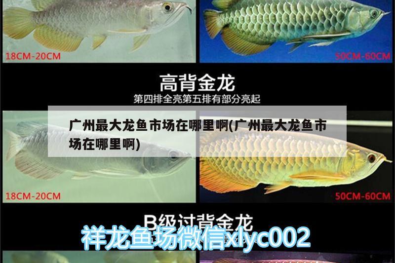 廣州最大龍魚市場在哪里啊(廣州最大龍魚市場在哪里啊)