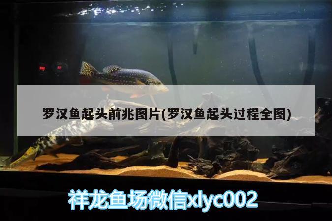 羅漢魚起頭前兆圖片(羅漢魚起頭過程全圖)