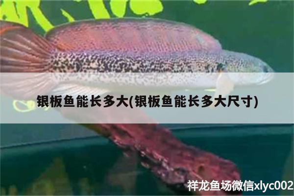 銀板魚能長多大(銀板魚能長多大尺寸)