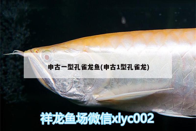 申古一型孔雀龍魚(申古1型孔雀龍)