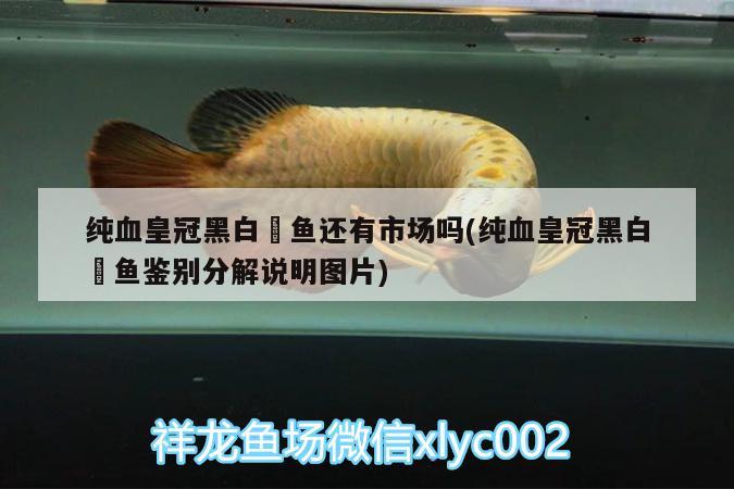 純血皇冠黑白魟魚還有市場嗎(純血皇冠黑白魟魚鑒別分解說明圖片)