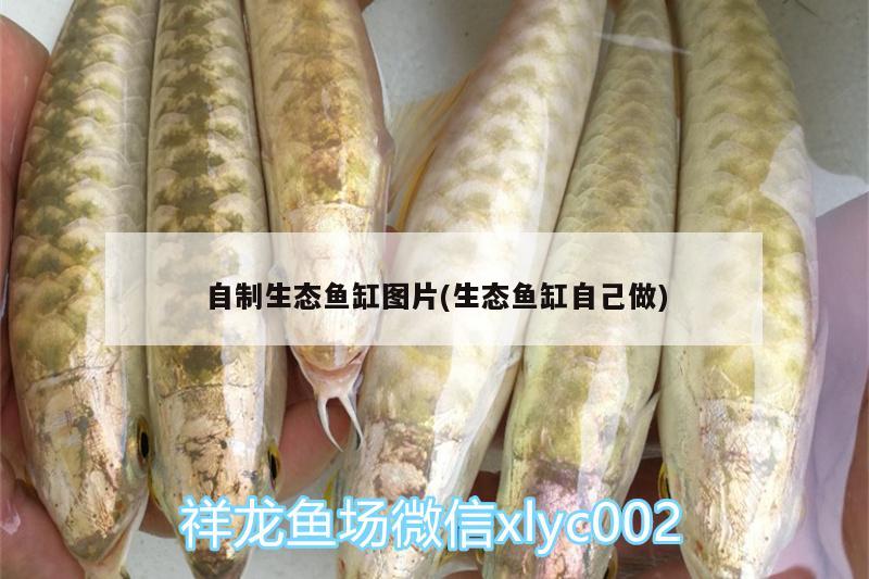 自制生態(tài)魚(yú)缸圖片(生態(tài)魚(yú)缸自己做) 造景/裝飾