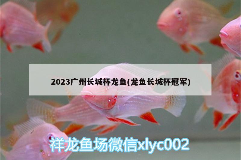 2023廣州長城杯龍魚(龍魚長城杯冠軍)