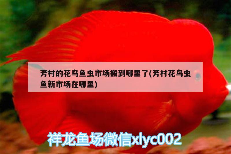 芳村的花鳥(niǎo)魚(yú)蟲(chóng)市場(chǎng)搬到哪里了(芳村花鳥(niǎo)蟲(chóng)魚(yú)新市場(chǎng)在哪里)