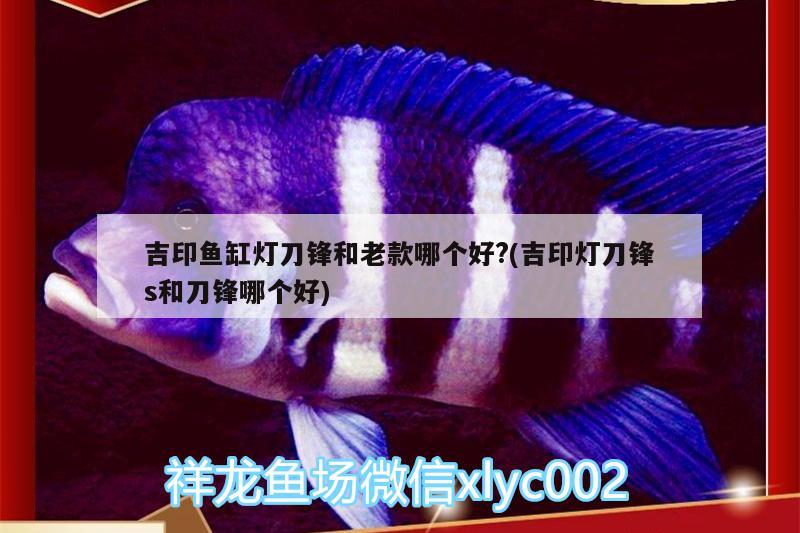 吉印魚缸燈刀鋒和老款哪個好?(吉印燈刀鋒s和刀鋒哪個好)