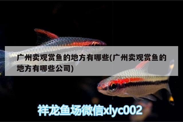 廣州賣(mài)觀賞魚(yú)的地方有哪些(廣州賣(mài)觀賞魚(yú)的地方有哪些公司)