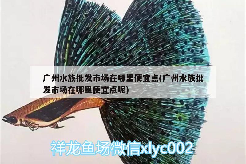 廣州水族批發(fā)市場在哪里便宜點(廣州水族批發(fā)市場在哪里便宜點呢) 觀賞魚水族批發(fā)市場