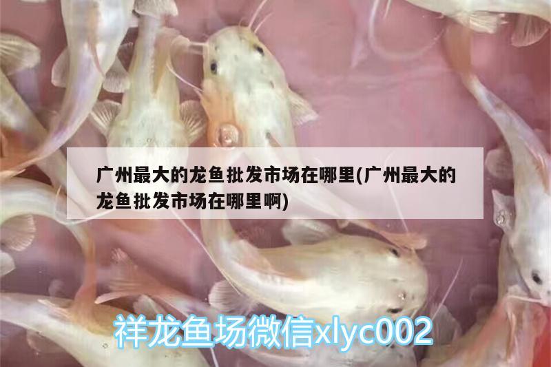 廣州最大的龍魚批發(fā)市場在哪里(廣州最大的龍魚批發(fā)市場在哪里啊) 龍魚批發(fā)