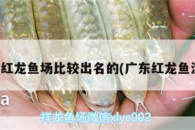 廣州紅龍魚場比較出名的(廣東紅龍魚漁場) 觀賞魚水族批發(fā)市場