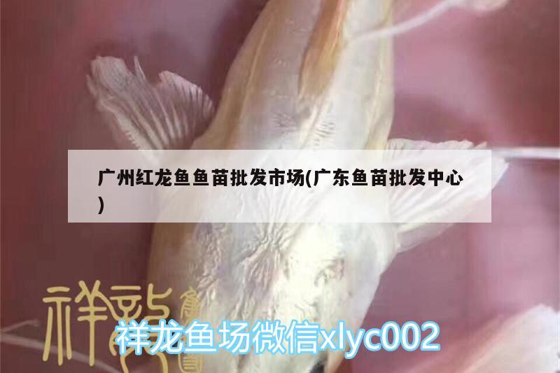 廣州紅龍魚(yú)魚(yú)苗批發(fā)市場(chǎng)(廣東魚(yú)苗批發(fā)中心) 觀賞魚(yú)水族批發(fā)市場(chǎng)