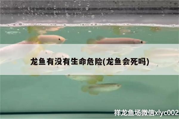 龍魚有沒有生命危險(龍魚會死嗎) 金龍魚糧