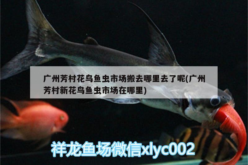 廣州芳村花鳥(niǎo)魚(yú)蟲(chóng)市場(chǎng)搬去哪里去了呢(廣州芳村新花鳥(niǎo)魚(yú)蟲(chóng)市場(chǎng)在哪里) 觀賞魚(yú)水族批發(fā)市場(chǎng)