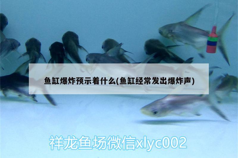 魚缸爆炸預(yù)示著什么(魚缸經(jīng)常發(fā)出爆炸聲)