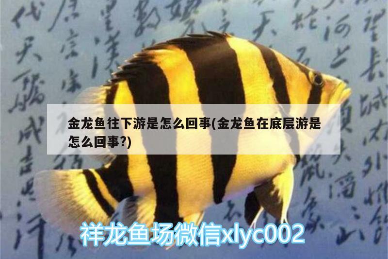 金龍魚往下游是怎么回事(金龍魚在底層游是怎么回事?) 名貴錦鯉魚