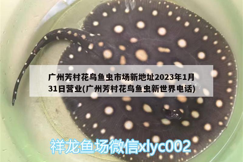 廣州芳村花鳥魚蟲市場新地址2023年1月31日營業(yè)(廣州芳村花鳥魚蟲新世界電話)