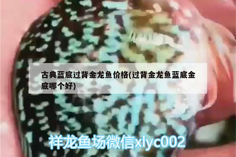 古典藍底過背金龍魚價格(過背金龍魚藍底金底哪個好) 金龍魚百科 第1張