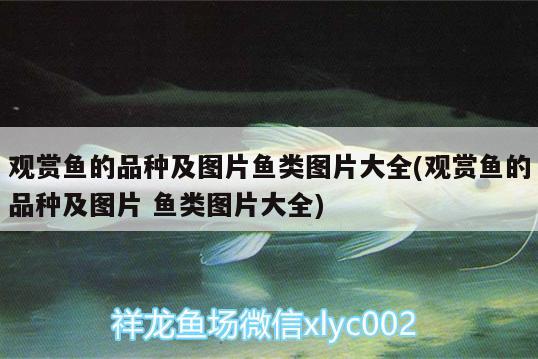 觀賞魚(yú)的品種及圖片魚(yú)類圖片大全(觀賞魚(yú)的品種及圖片魚(yú)類圖片大全)