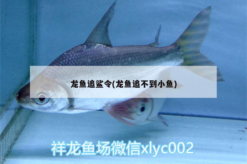 龍魚追鯊令(龍魚追不到小魚)