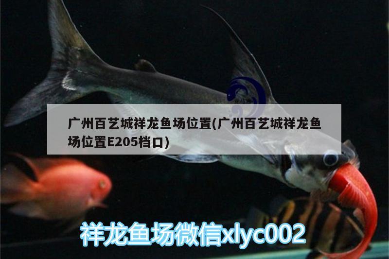 廣州百藝城祥龍魚場位置(廣州百藝城祥龍魚場位置E205檔口) 祥龍魚場