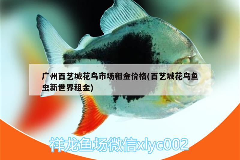 廣州百藝城花鳥市場租金價(jià)格(百藝城花鳥魚蟲新世界租金)