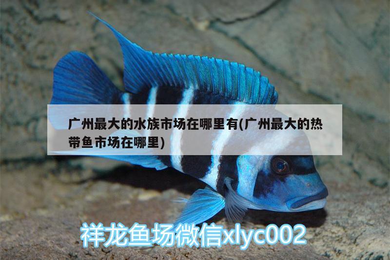 廣州最大的水族市場在哪里有(廣州最大的熱帶魚市場在哪里) 觀賞魚水族批發(fā)市場