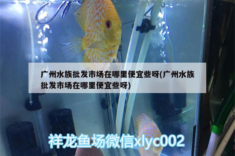 廣州水族批發(fā)市場在哪里便宜些呀(廣州水族批發(fā)市場在哪里便宜些呀) 觀賞魚水族批發(fā)市場