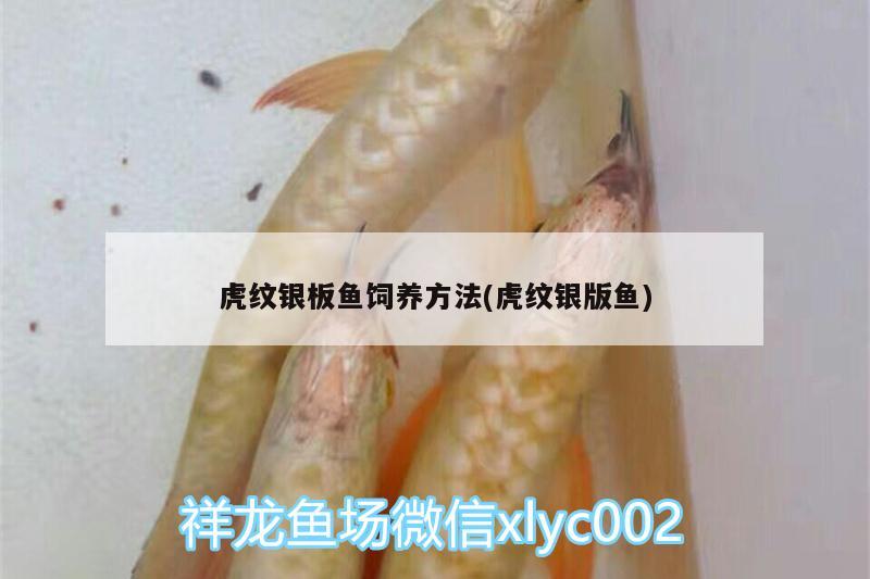 虎紋銀板魚飼養(yǎng)方法(虎紋銀版魚) 虎紋銀版魚