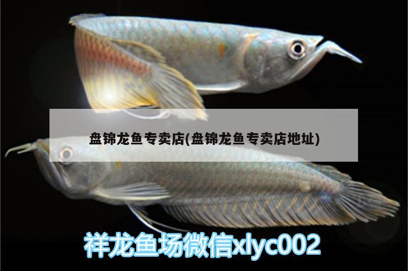 盤錦龍魚專賣店(盤錦龍魚專賣店地址)