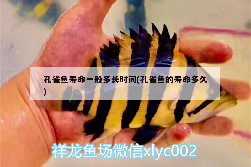 孔雀魚壽命一般多長時間(孔雀魚的壽命多久)