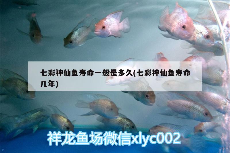 七彩神仙魚壽命一般是多久(七彩神仙魚壽命幾年) 七彩神仙魚