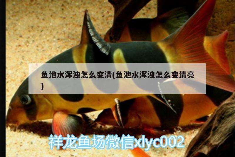 魚池水渾濁怎么變清(魚池水渾濁怎么變清亮) 綠皮皇冠豹魚