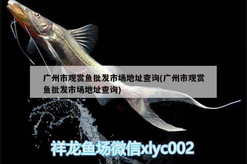 廣州市觀賞魚批發(fā)市場地址查詢(廣州市觀賞魚批發(fā)市場地址查詢)