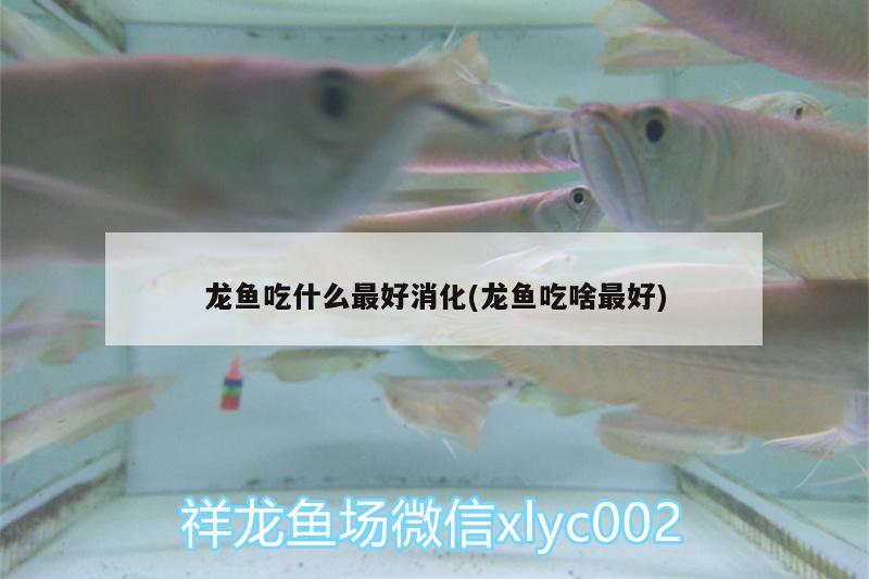 龍魚(yú)吃什么最好消化(龍魚(yú)吃啥最好) 月光鴨嘴魚(yú)