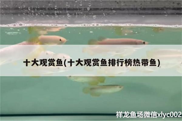 十大觀賞魚(十大觀賞魚排行榜熱帶魚) 魚缸/水族箱