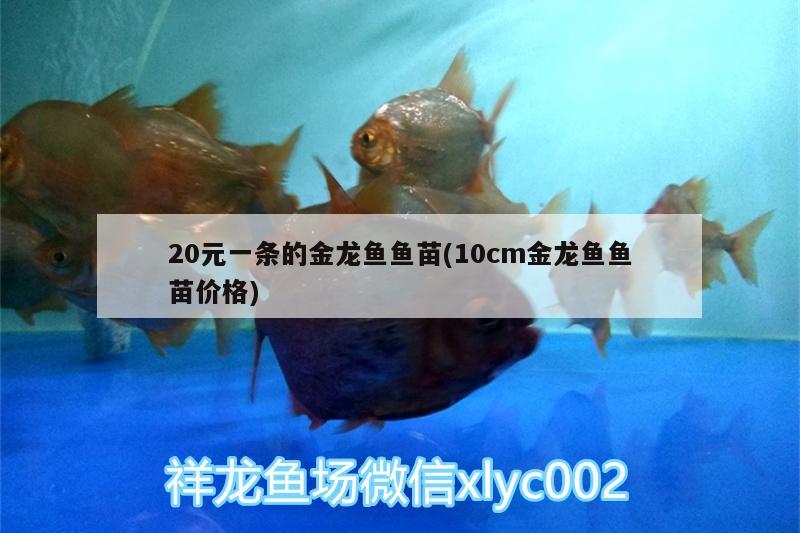 20元一條的金龍魚魚苗(10cm金龍魚魚苗價(jià)格)