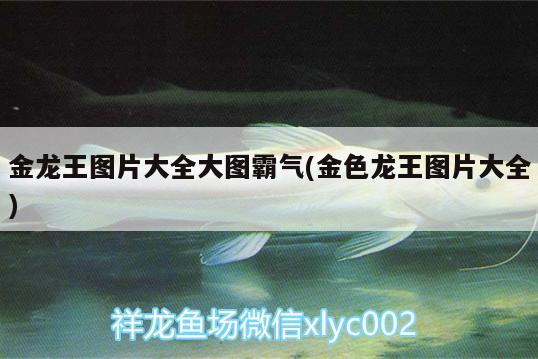 金龍王圖片大全大圖霸氣(金色龍王圖片大全) 水族雜談