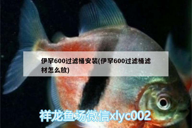 伊罕600過濾桶安裝(伊罕600過濾桶濾材怎么放) 伊罕水族