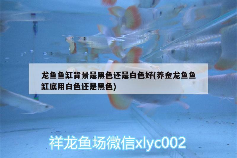 龍魚魚缸背景是黑色還是白色好(養(yǎng)金龍魚魚缸底用白色還是黑色)