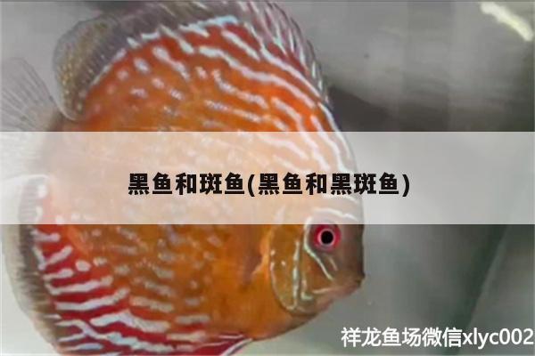 黑魚和斑魚(黑魚和黑斑魚)