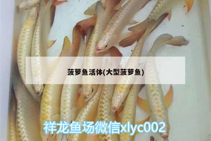 菠蘿魚活體(大型菠蘿魚)