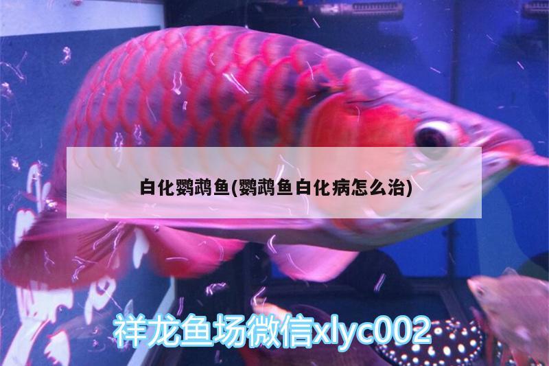 白化鸚鵡魚(鸚鵡魚白化病怎么治)