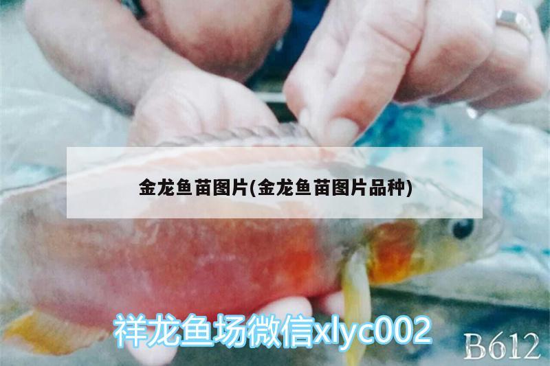 金龍魚(yú)苗圖片(金龍魚(yú)苗圖片品種) 觀賞魚(yú)飼料