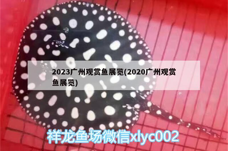 2023廣州觀賞魚展覽(2020廣州觀賞魚展覽)