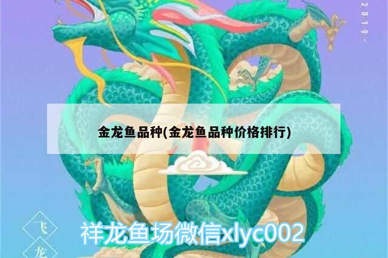 金龍魚(yú)品種(金龍魚(yú)品種價(jià)格排行)