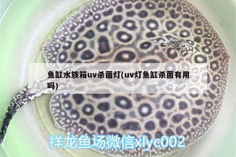 魚缸水族箱uv殺菌燈(uv燈魚缸殺菌有用嗎) 魚缸/水族箱 第2張