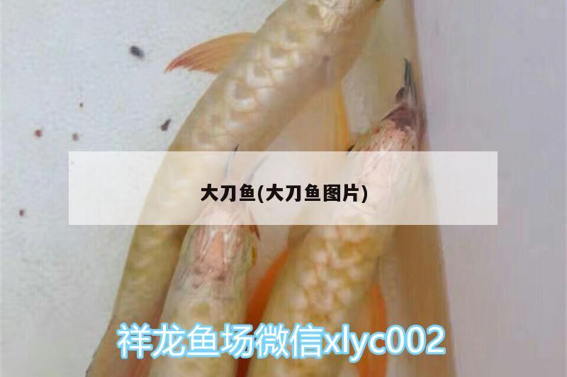 大刀魚(大刀魚圖片)