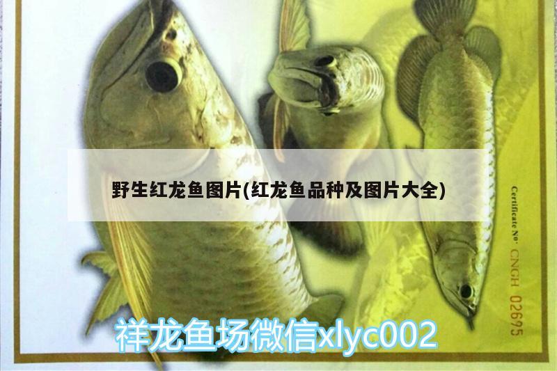 野生紅龍魚圖片(紅龍魚品種及圖片大全) 委內(nèi)瑞拉奧里諾三間魚苗