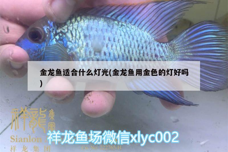 金龍魚適合什么燈光(金龍魚用金色的燈好嗎)